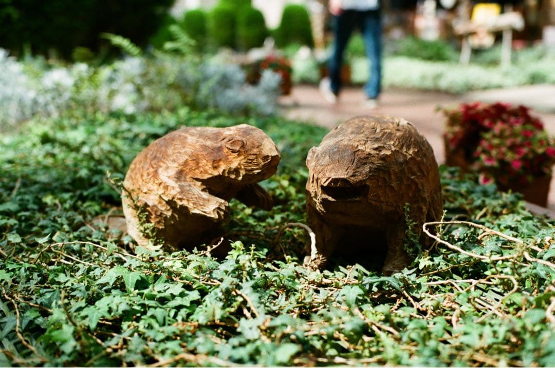 レンズ(単焦点) CONTAX Carl Zeiss Planar 50mm f1.4 AEJ