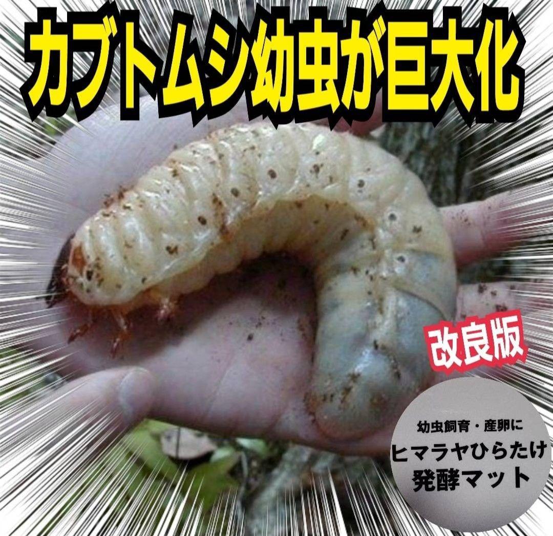 カブトムシ幼虫が大きくなる！発酵マット【たっぷり6袋】雑虫、コバエが湧かない！