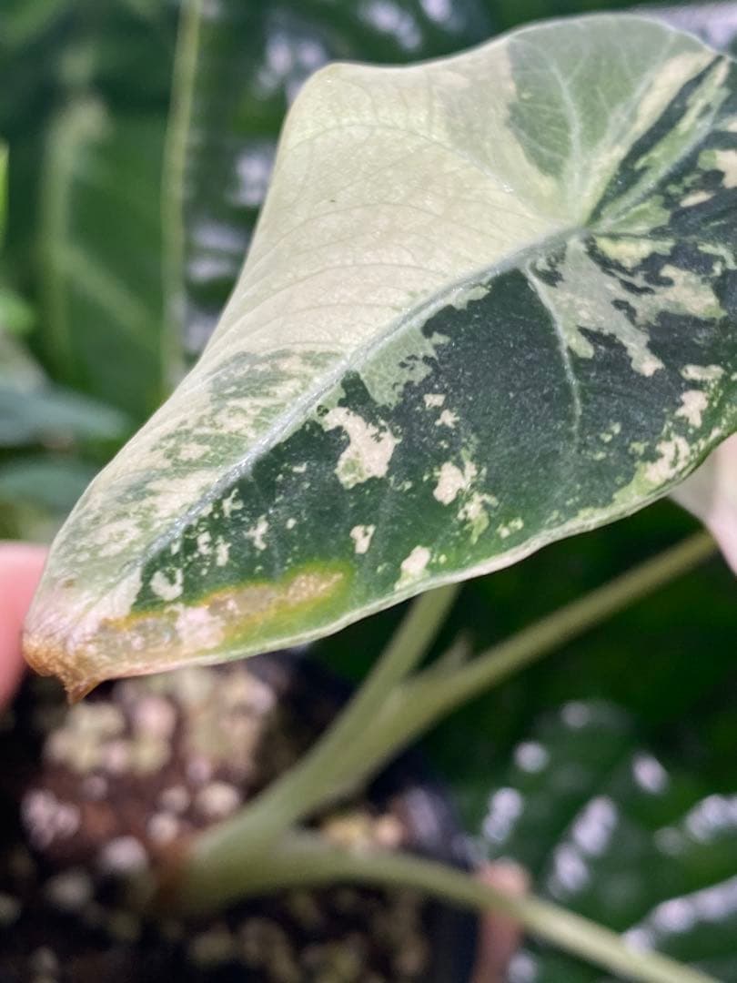 【美しいピンク出ました✨】アロカシア　ブラックベルベット　ピンク　斑入り　希少