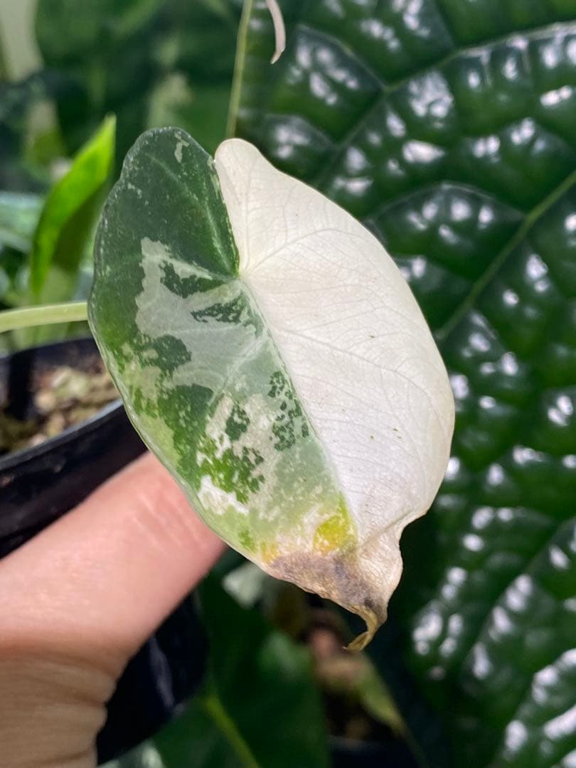 【美しいピンク出ました✨】アロカシア　ブラックベルベット　ピンク　斑入り　希少