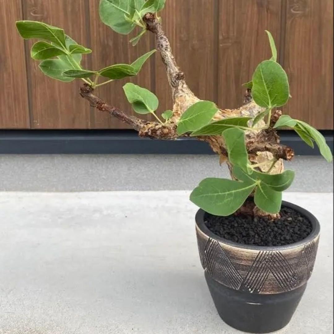 コミフォラ　グイドッティ　灌木　良型　発根済　現地球