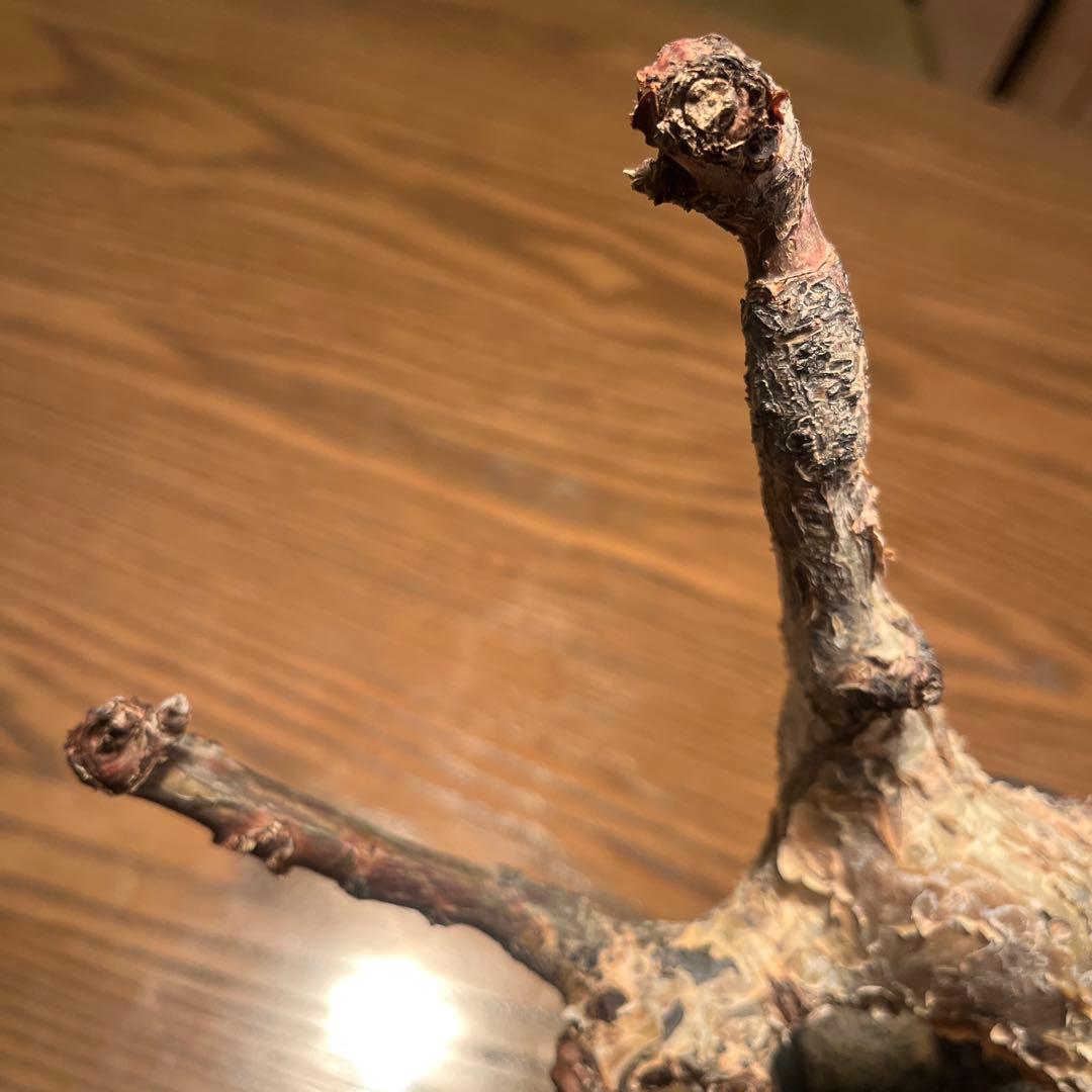 コミフォラ　グイドッティ　灌木　良型　発根済　現地球