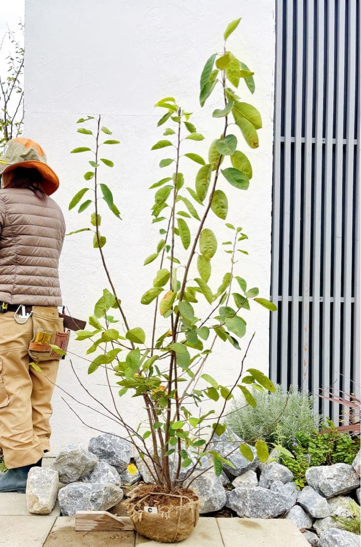 逸品 ジューンベリー大株立1.6M(鉢底から)品番C