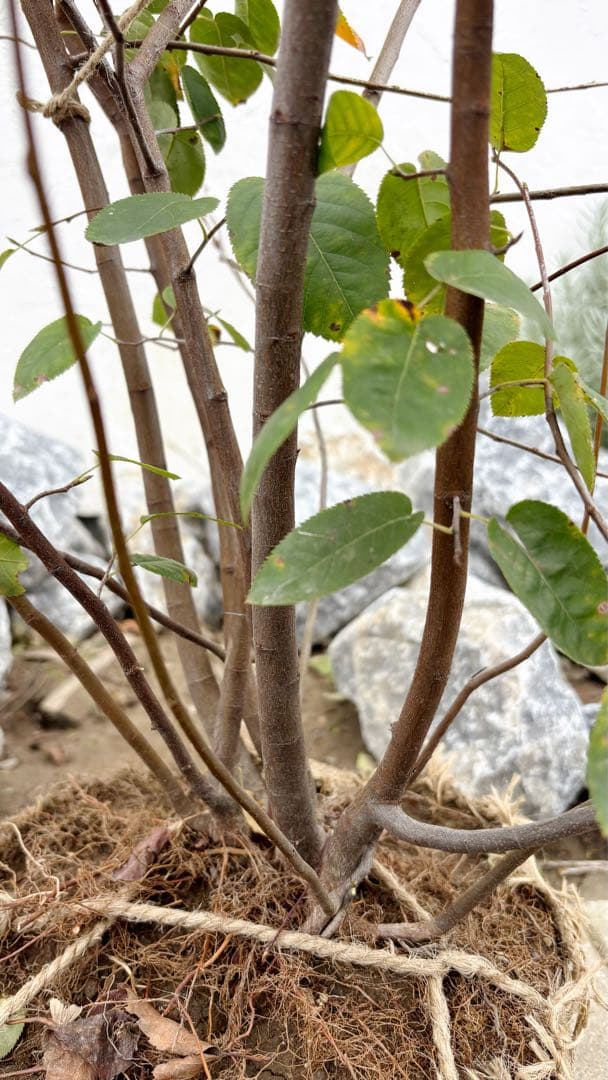 逸品 ジューンベリー大株立1.6M(鉢底から)品番C