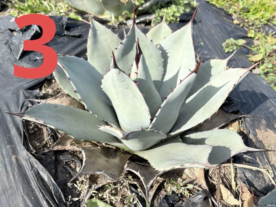 確認用　アガベ　吉祥天