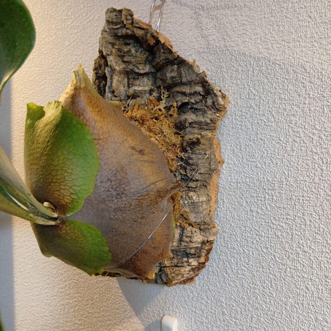 壁掛けビカクシダ　親株　ビフルカツム　コルク付け