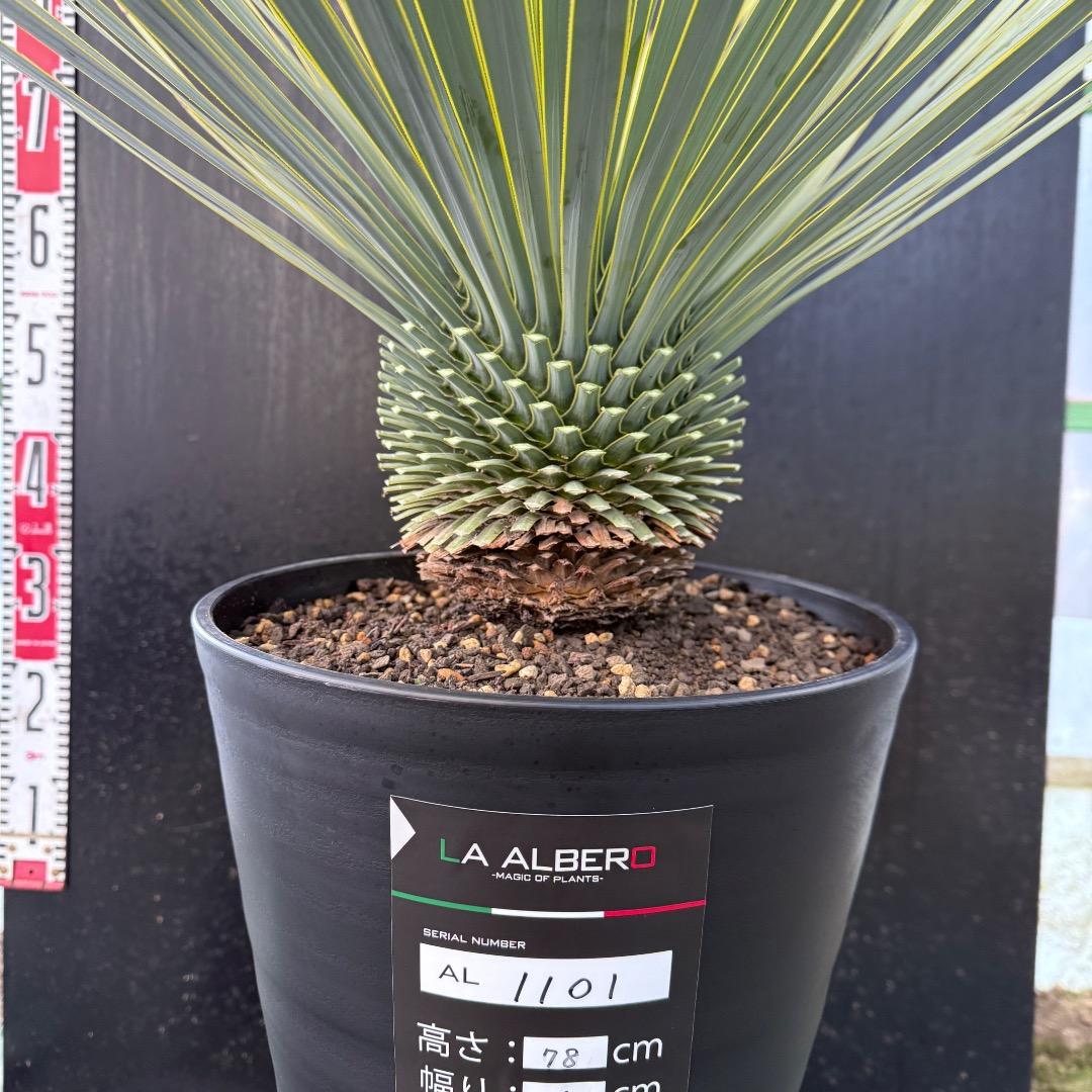 【AL1101】ユッカ　ロストラータ　超美形