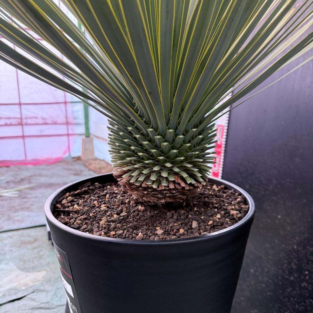 【AL1101】ユッカ　ロストラータ　超美形