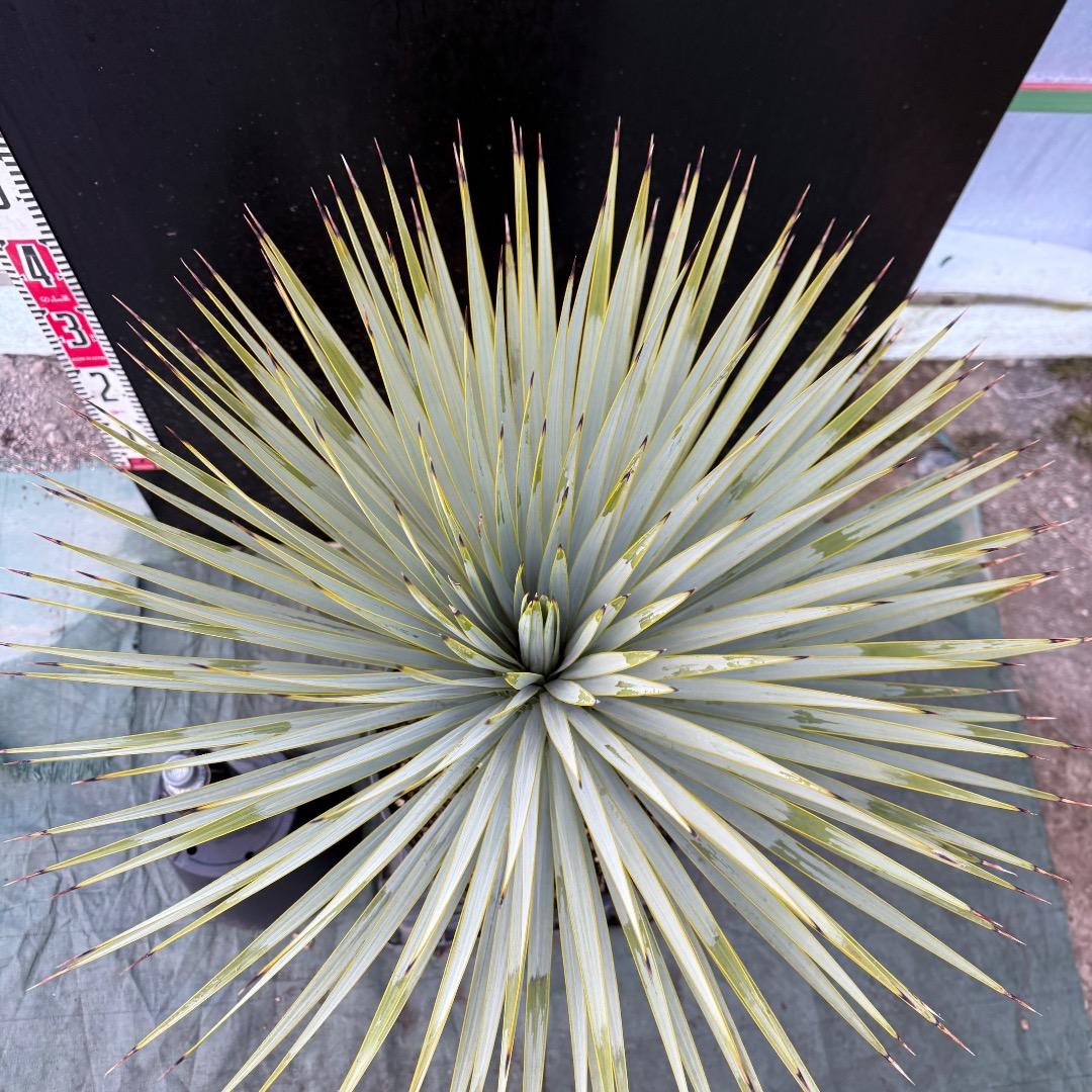 【AL1101】ユッカ　ロストラータ　超美形