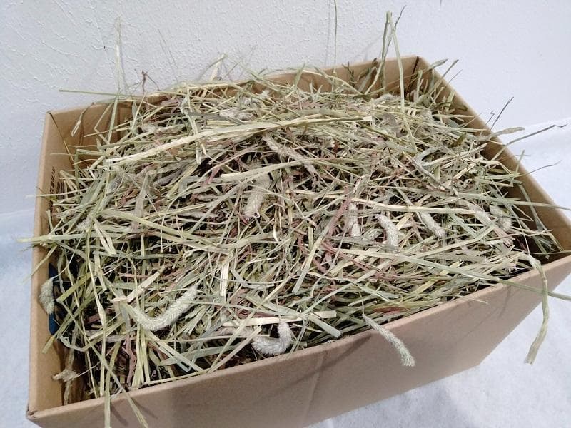 【6/15まで】 カナダ産 チモシー 50kg スーパープレミアム １番刈り