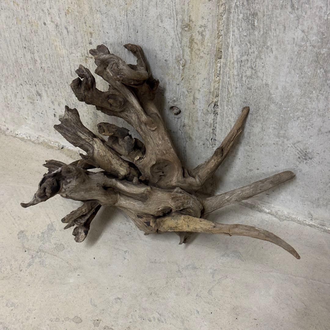 ADA ホーンウッド　流木　アクアリウム　テラリウム