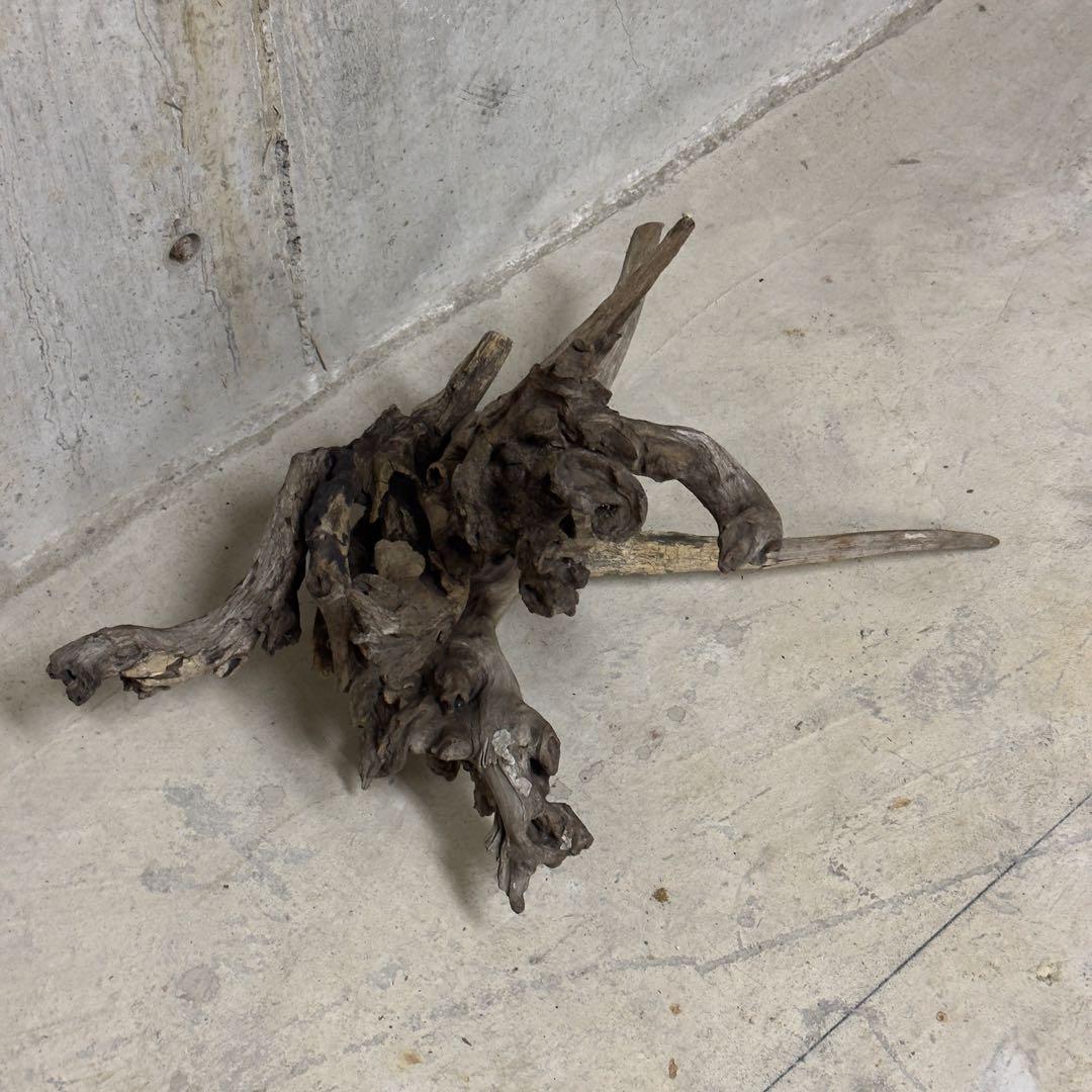 ADA ホーンウッド　流木　アクアリウム　テラリウム