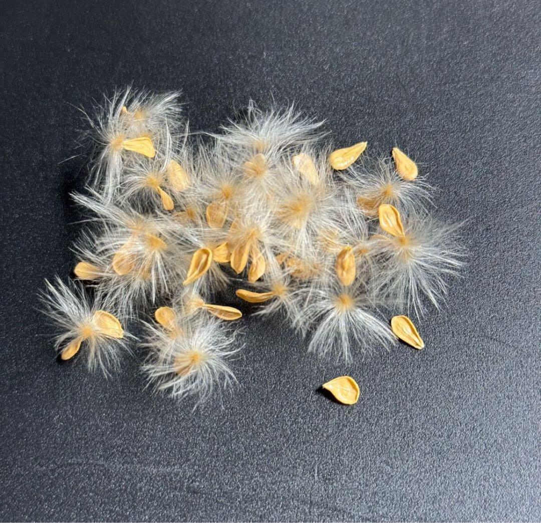 超新鮮　自家採種 パキポディウム　ウィンゾリー　種子　10粒　塊根植物