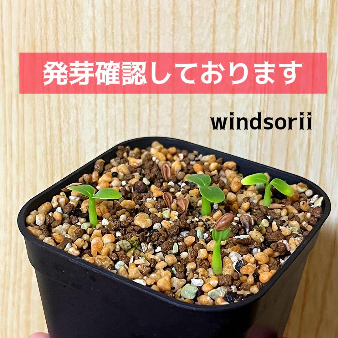 超新鮮　自家採種 パキポディウム　ウィンゾリー　種子　10粒　塊根植物