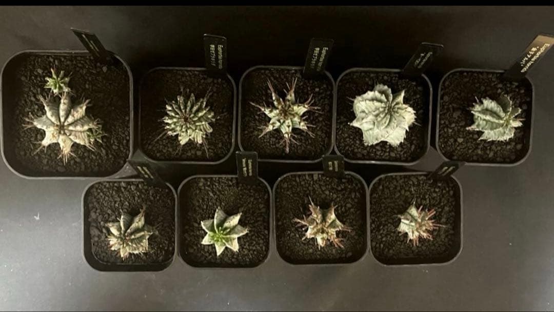 12/28まで出品 ユーフォルビアホリダ 宇田ゼブラ×関上No.1ゼブラホリダ