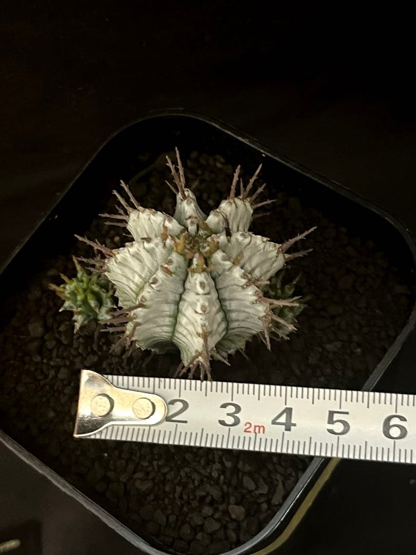 12/28まで出品 ユーフォルビアホリダ 宇田ゼブラ×関上No.1ゼブラホリダ