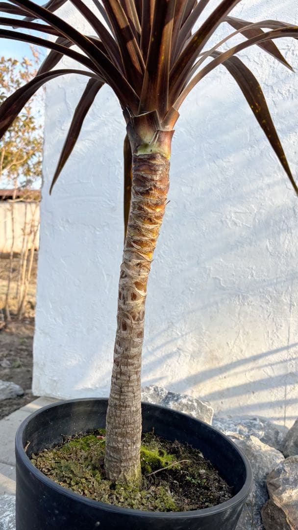 超大株！コルジリネ コーヒークラシック1.6M(鉢底から)品番A☆数量限定セール