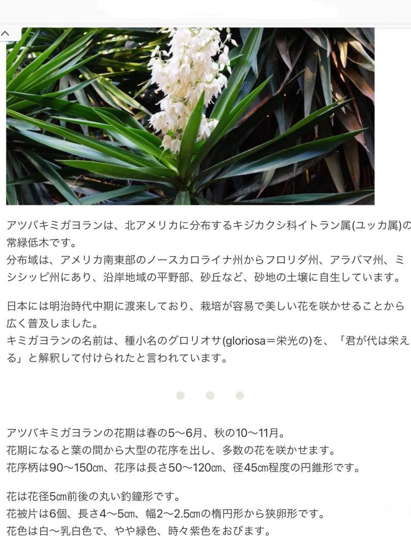 完売　　野生化して大変丈夫な【ユッカ グロリオサ/アツバキミガヨラン】