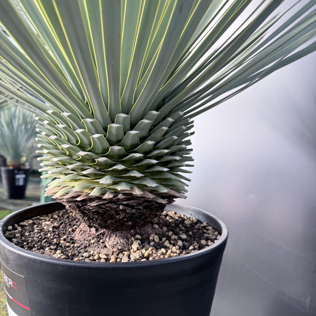 【AL1135】ユッカ　ロストラータ　超超美形　シルバーブルー個体　感動個体