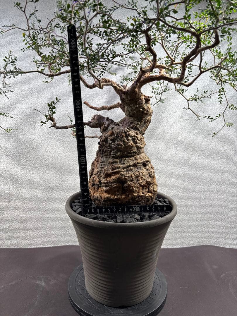 【土日価格】Operculicarya pachypusオペルクリカリアパキプス