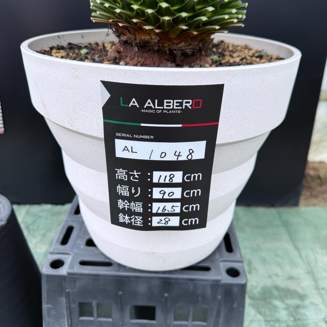 【AL1048】ユッカ　ロストラータ　ランチョブルー　数量限定販売