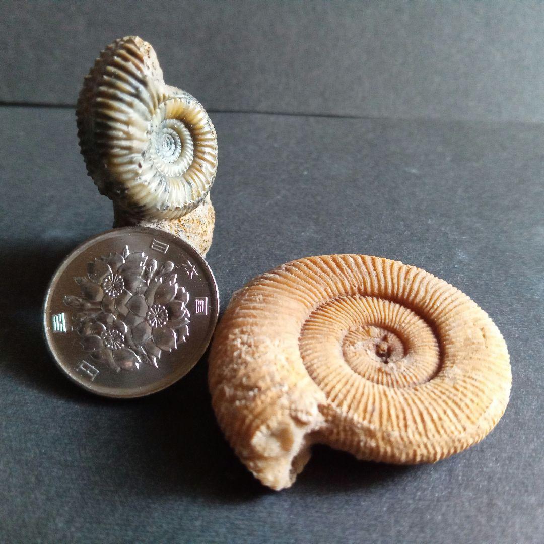 ドイツ産　ジュラ紀　アンモナイト　２点