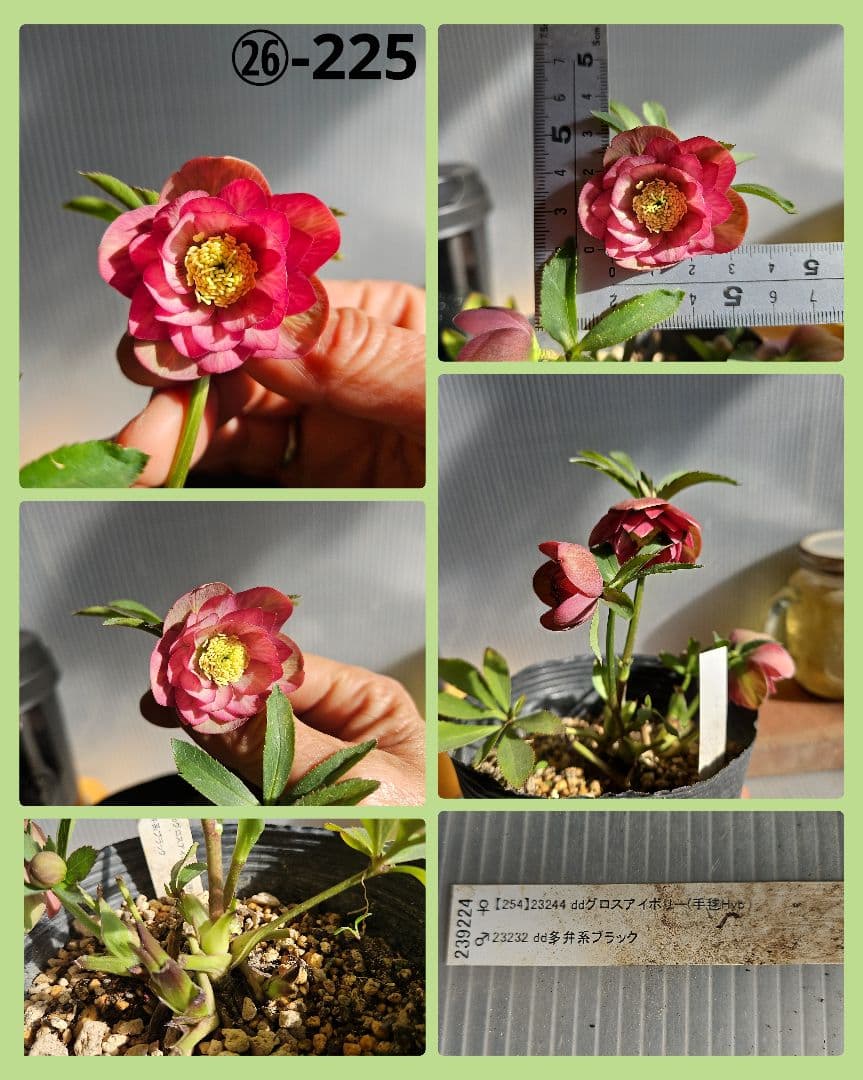 ★genta様ご購入苗✿㉖-73㉖-225クリスマスローズ