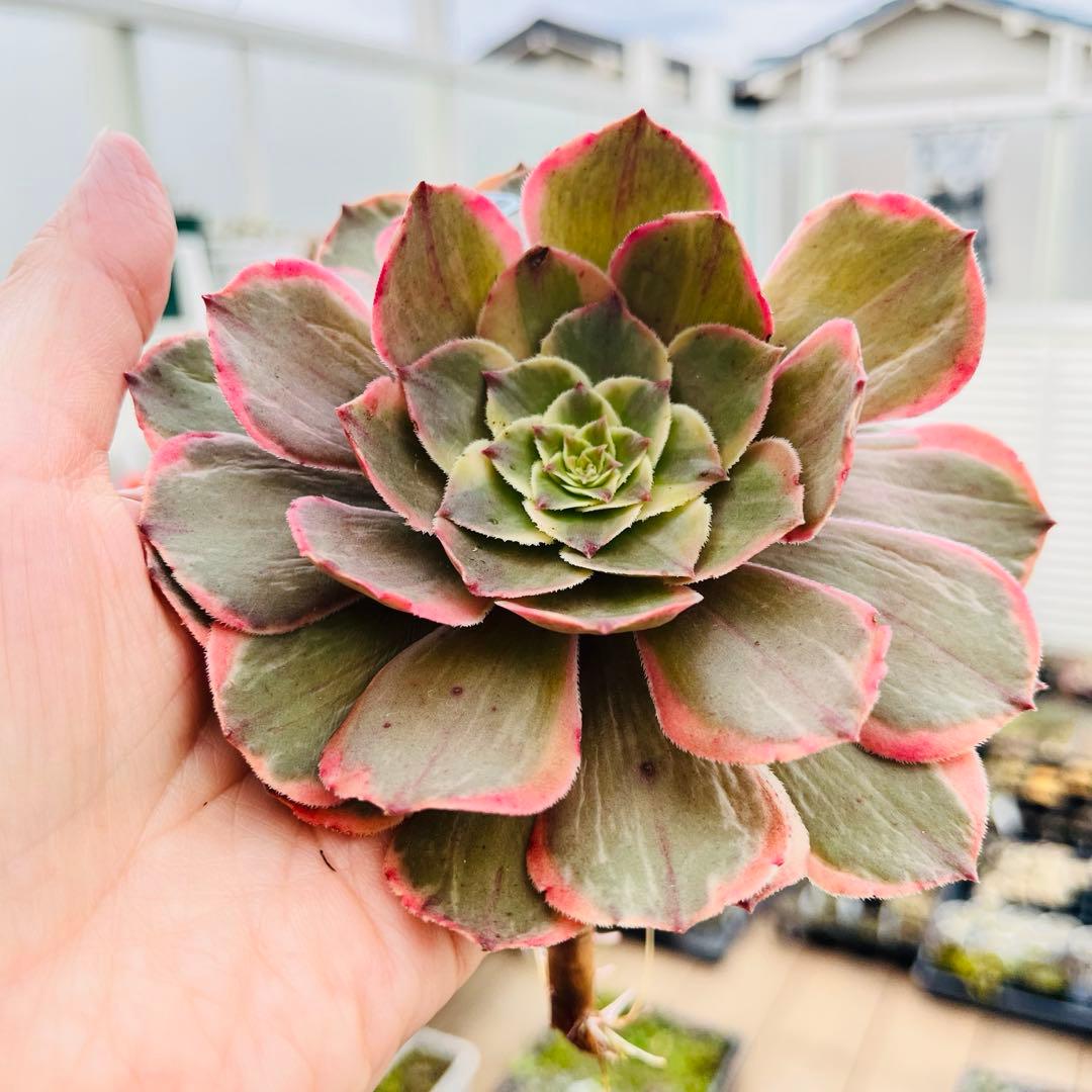 29.【現品　微根】バンクェット　茎曲がり・葉焼け・傷有り　大きい‼️ レア