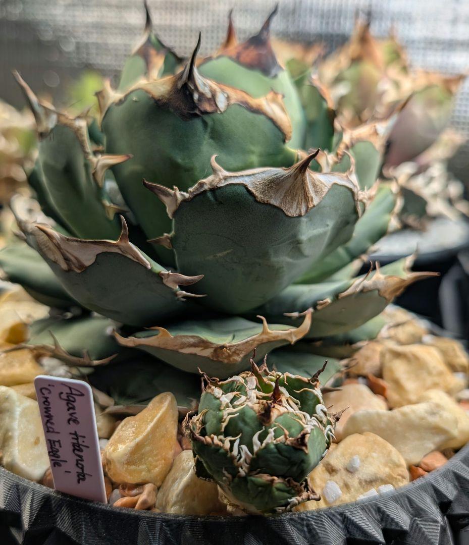 【ミクロサイズ　ボール型】Agavetitanota\"フィリグリー\"うねり強鋸歯