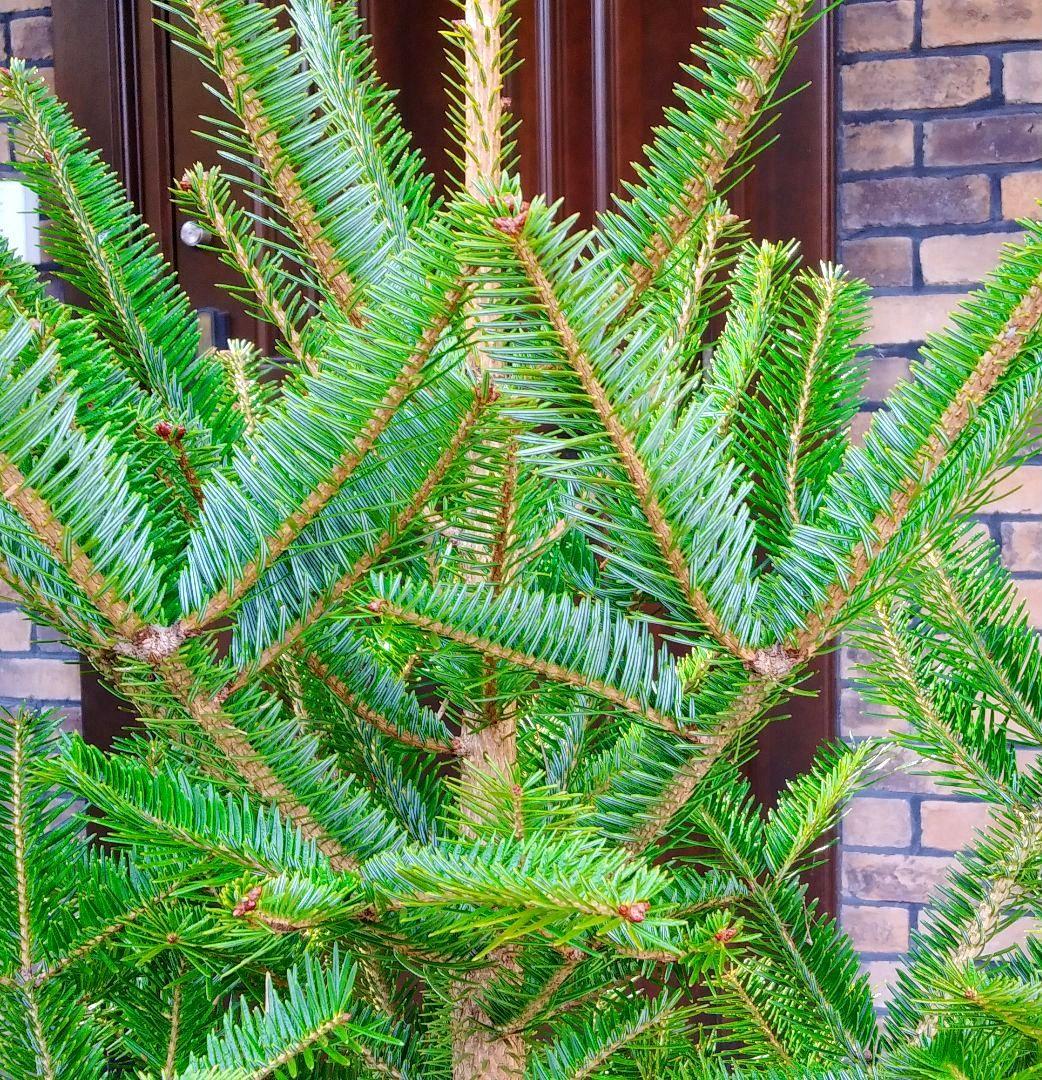 もみの木 モミの木 苗木 大型180cm❗整った樹形❗ 極太 クリスマスツリー