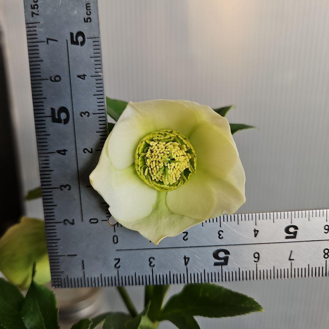 謙信様ご購入苗㉖-116㉖-122クリスマスローズ