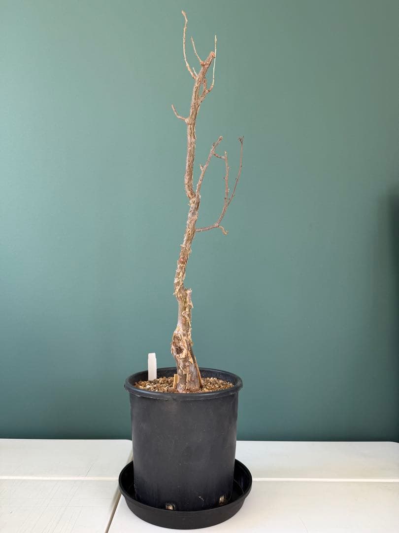 【タイムセール】ブルセラ・ファガロイデス / 灌木 多肉 希少 レア