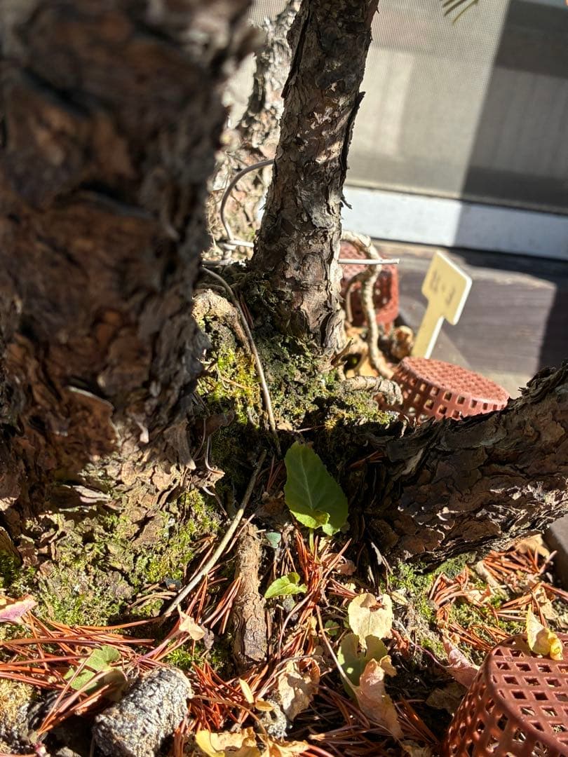 ★盆栽★ 赤石五葉松 E-25 樹齢100年以上　★愛媛県より発送★