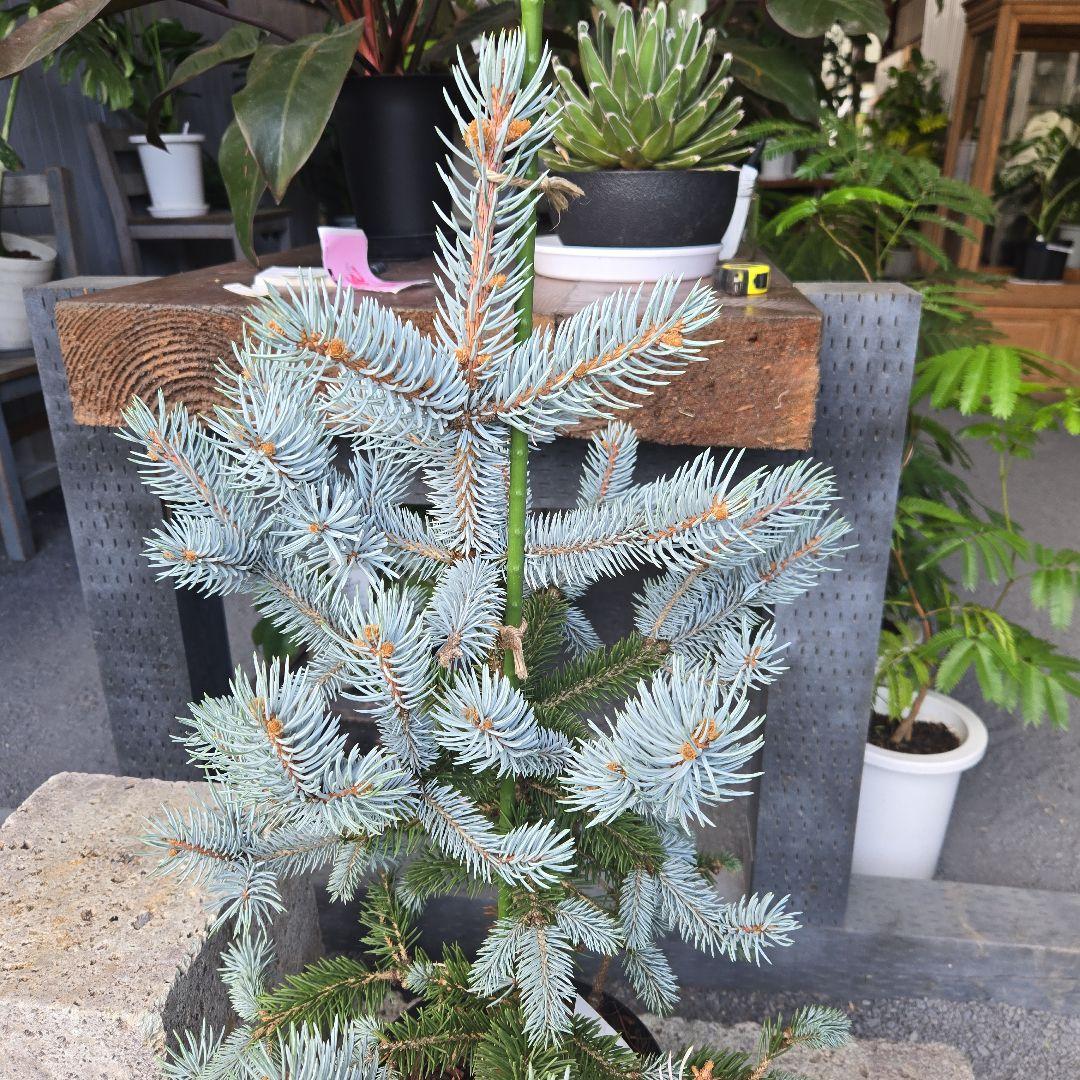 ②　プンゲンス　トウヒ　ホプシー７号　最高等級極上品‼️