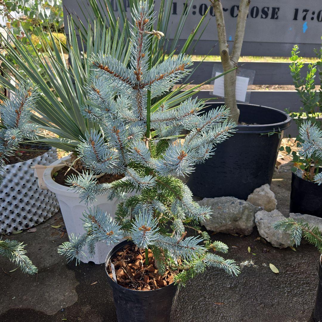 ②　プンゲンス　トウヒ　ホプシー７号　最高等級極上品‼️