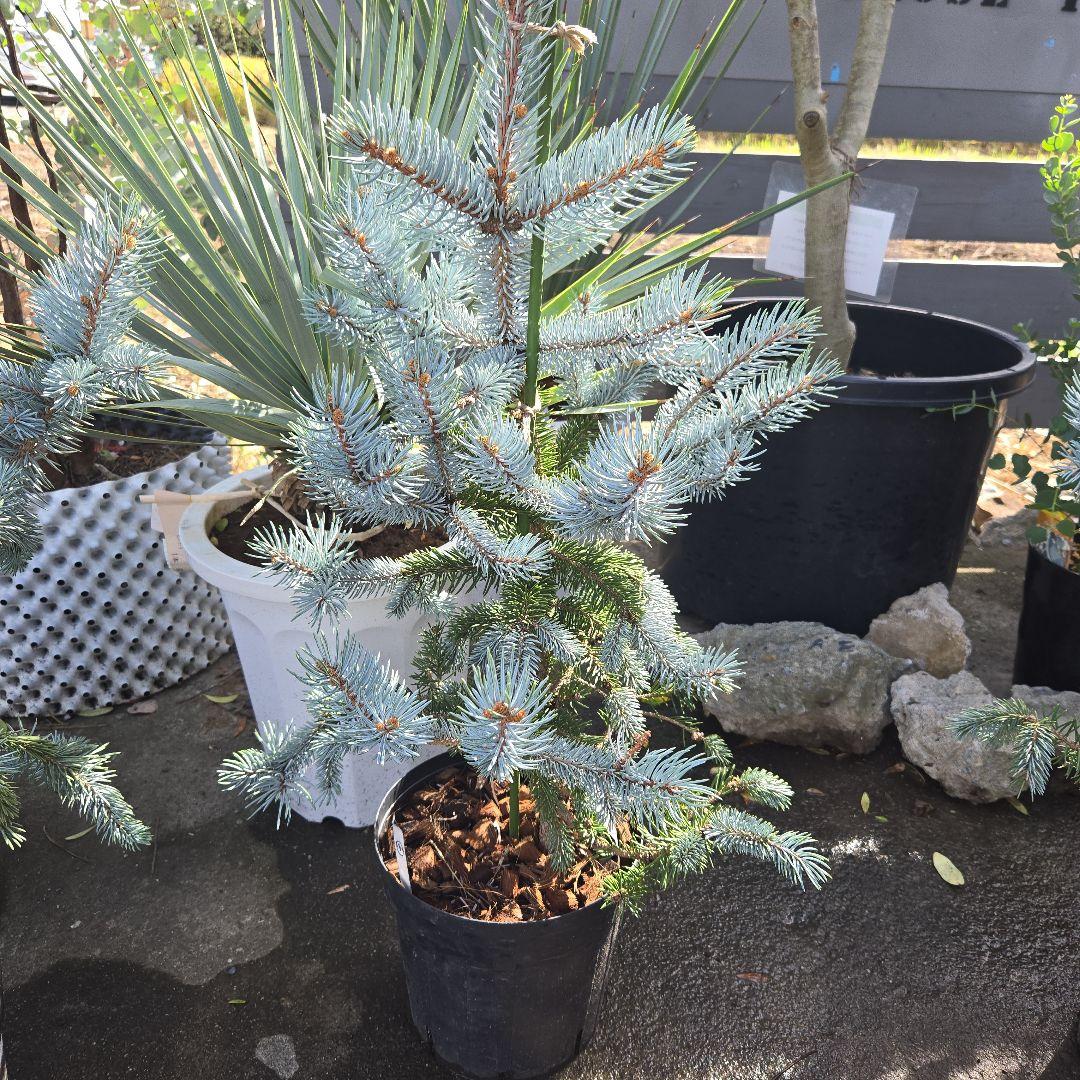 ②　プンゲンス　トウヒ　ホプシー７号　最高等級極上品‼️