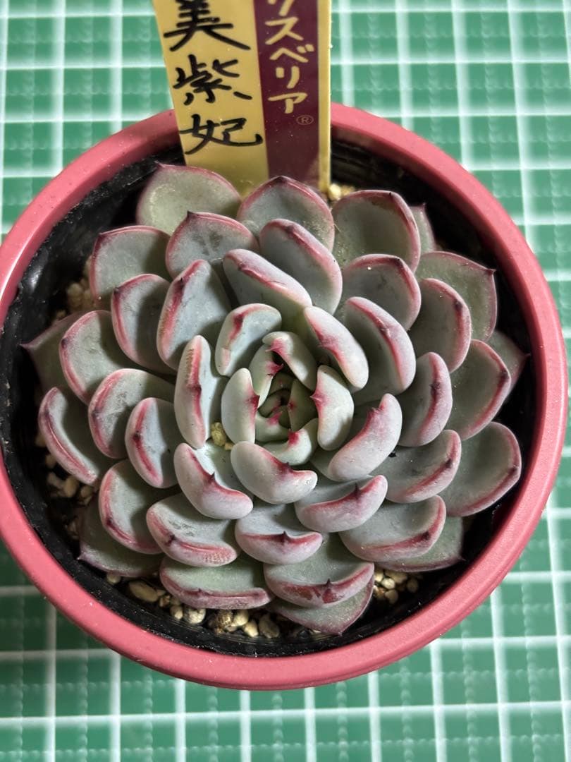 超希少 おらいさん苗 ミックスベリア 美紫妃 札付き 極上株 多肉植物②