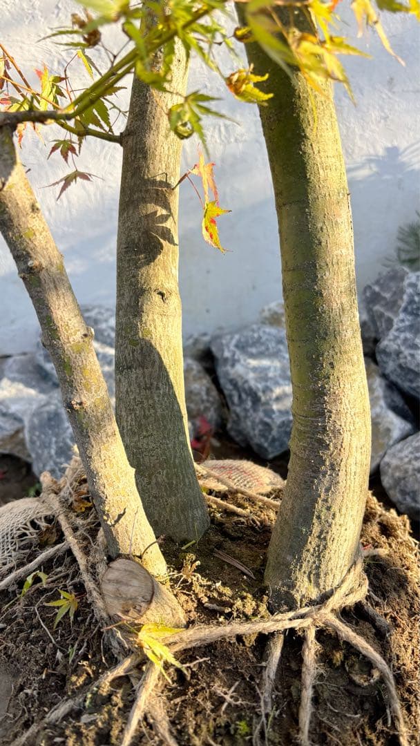 超逸品。イロハモミジ株立ち 自然樹系2.7M(鉢底から)