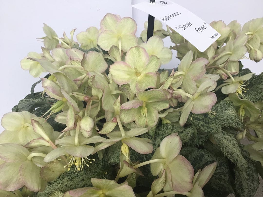 ③ 定価の5000円引きでの販売‼︎ 5年物のクリスマスローズ・スノーフィーバー