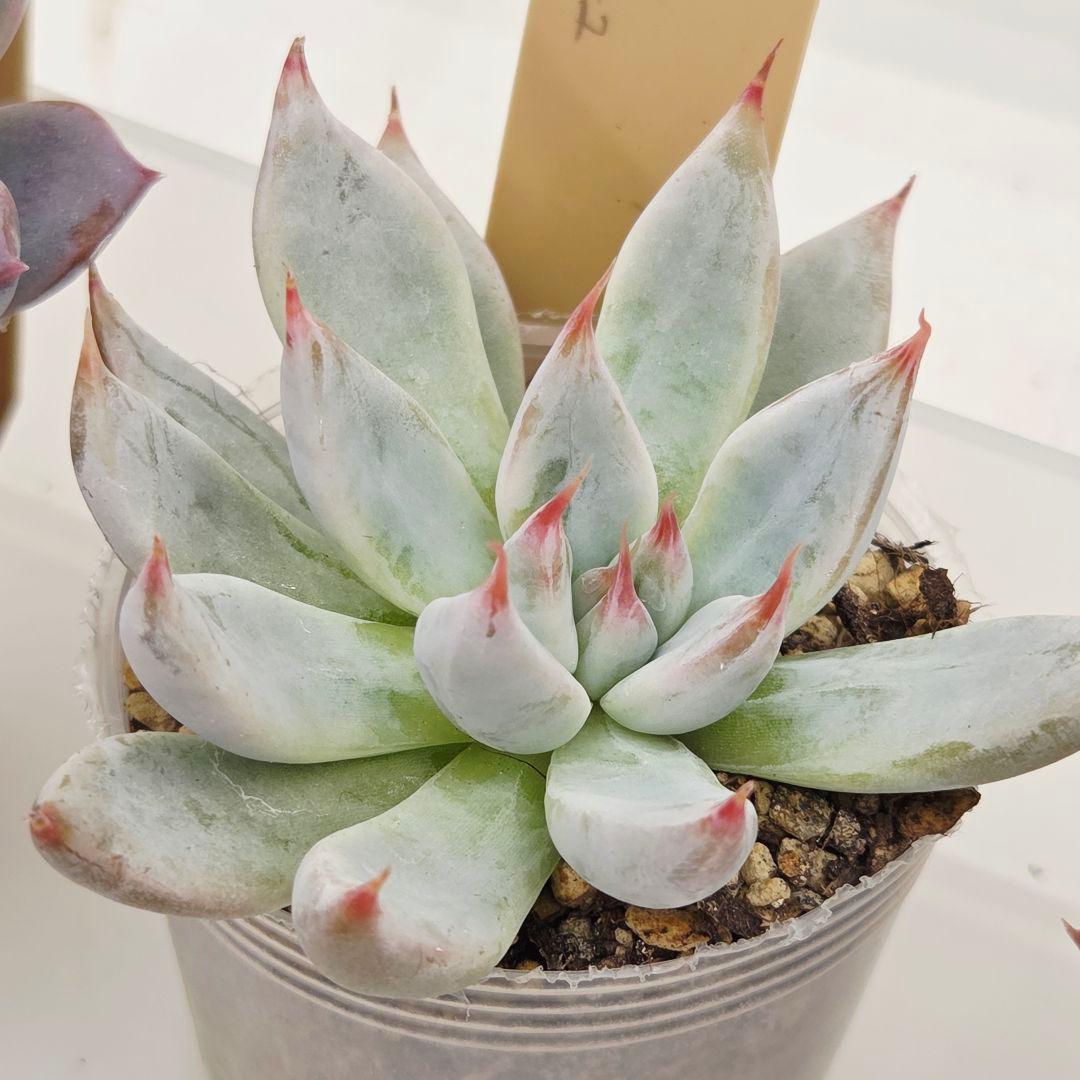 ビ*キ様 ㊸大きめ さくらホイップ❣️ミニマカロン❣️中リン交配❣️発根済6苗メ