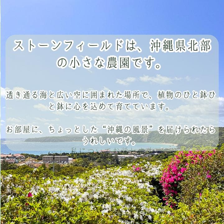 パキラ ミルキーウェイ｜高さ約130cm・6号鉢・A1｜存在感のある大型株