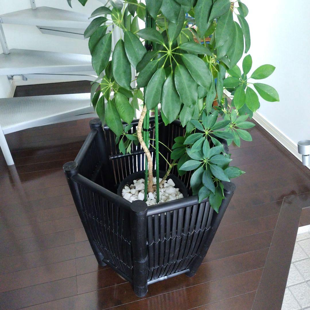 ヴィンテージ 特大バンブー 鉢カバー 六角形 ブラック