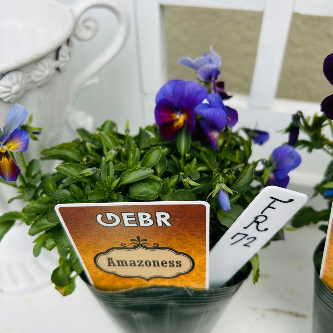 専用 ＦＲ７２♥ゲブラナガトヨ　アマゾネス♥花苗ポットごと発送♥