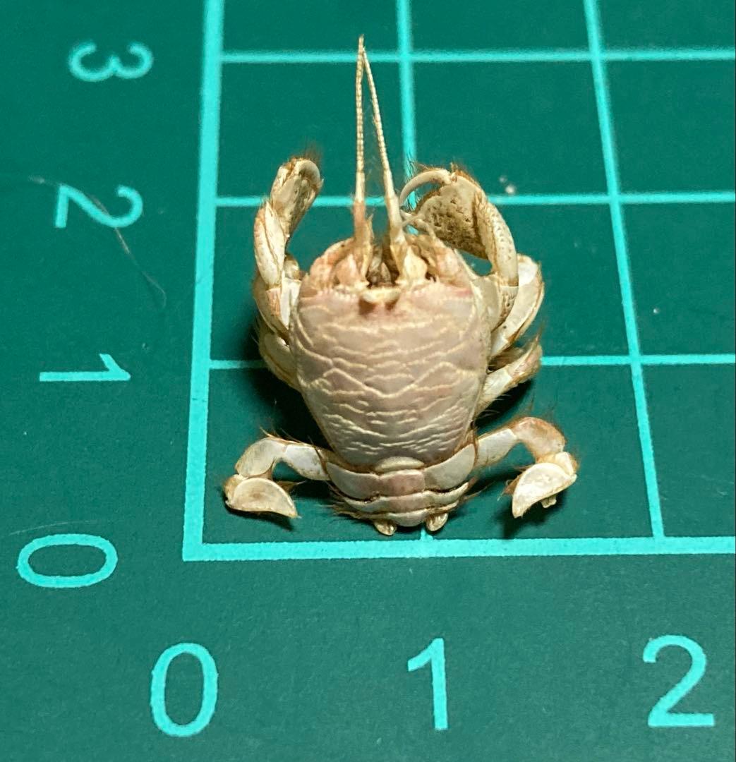 極小クダヒゲガニ 標本　カニ　乾燥標本　甲殻類