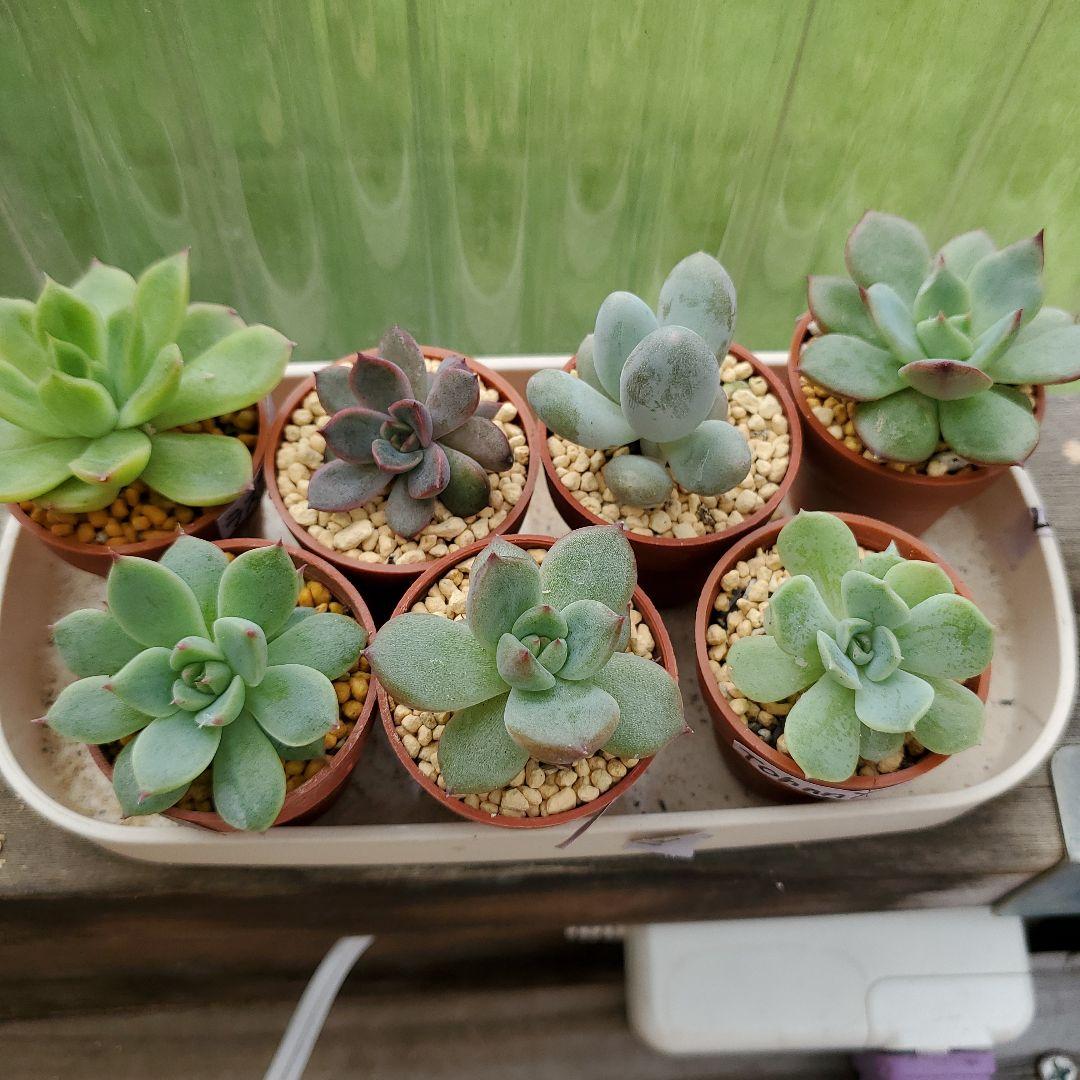 ryo様確認用②多肉植物★7種類セット★抜き苗