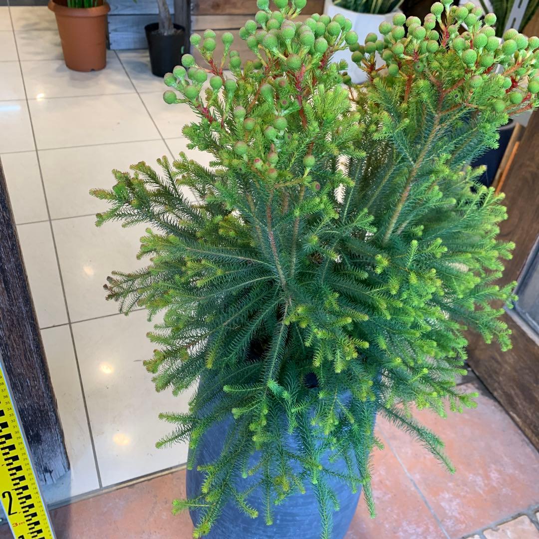 バーゼリア ラヌギノーサ ファイバー鉢