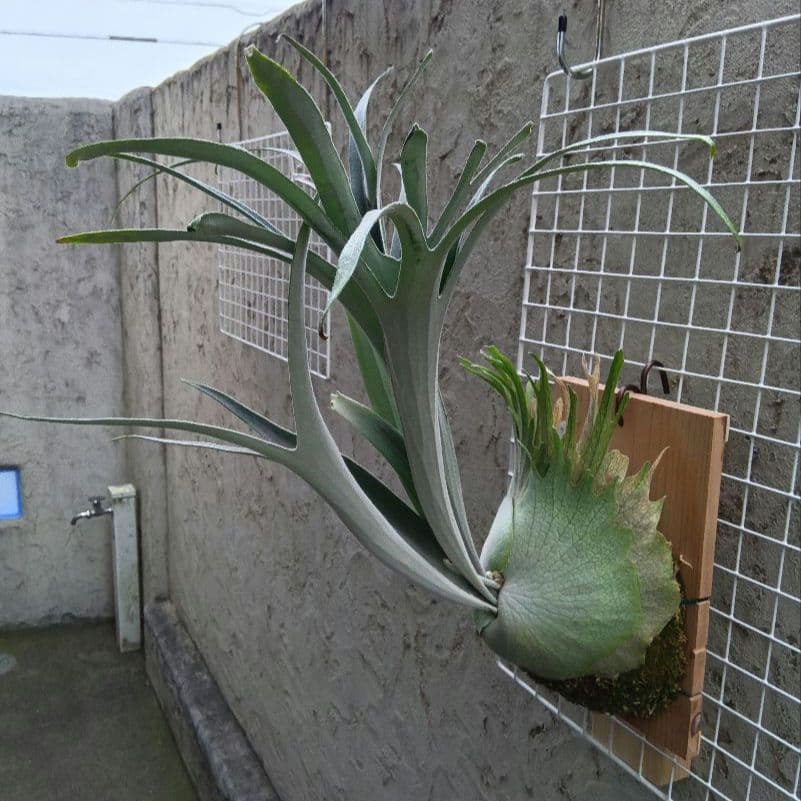 ビカクシダ p.veitchii auburn 　ベイチー