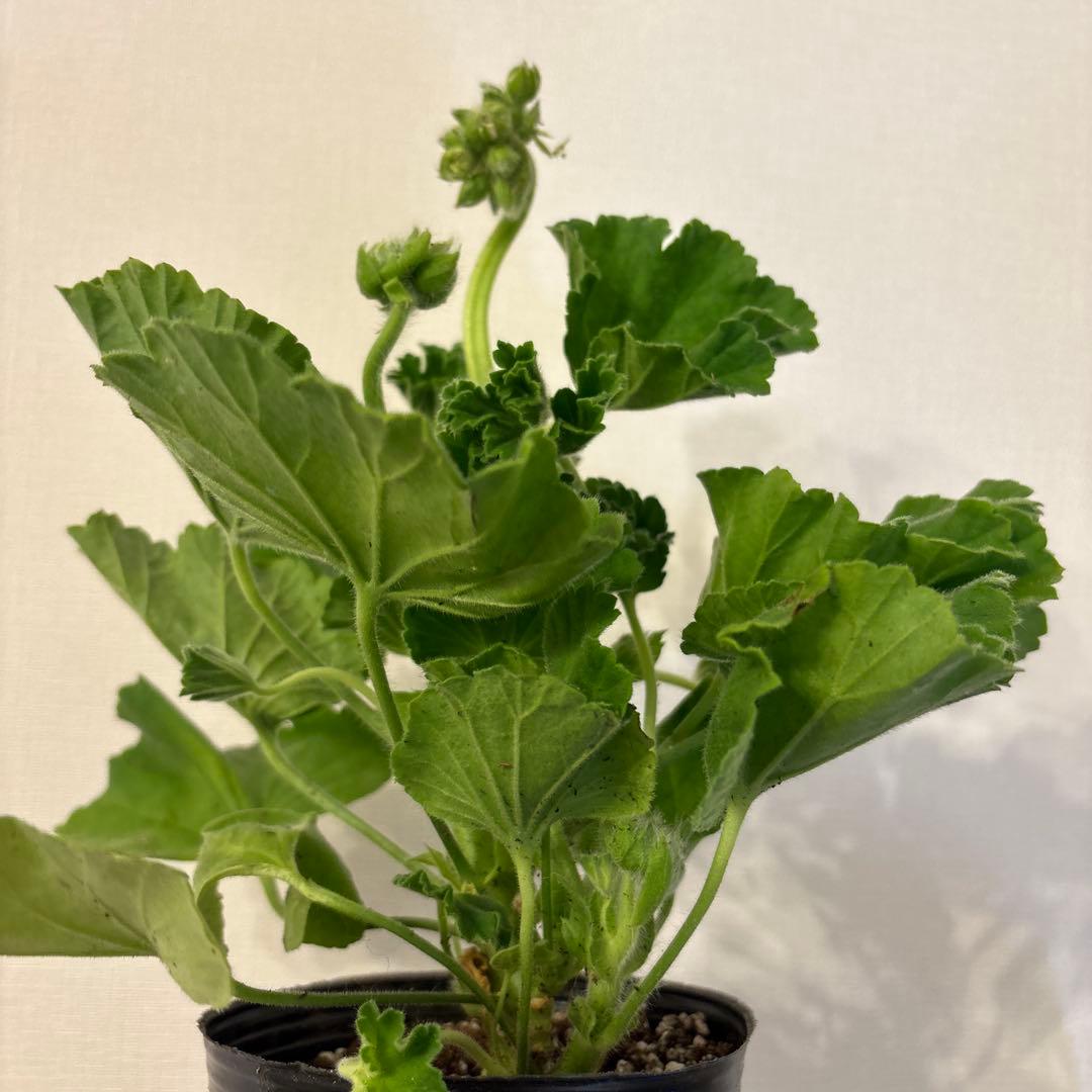 蕾２つローズ八重咲きゼラニウム　希少品種ゼラニウム　レア品種ゼラニウムWR01