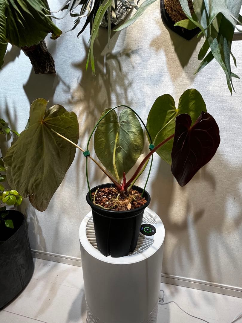 【潤☆】Anthurium'Red Dark Phoenix'