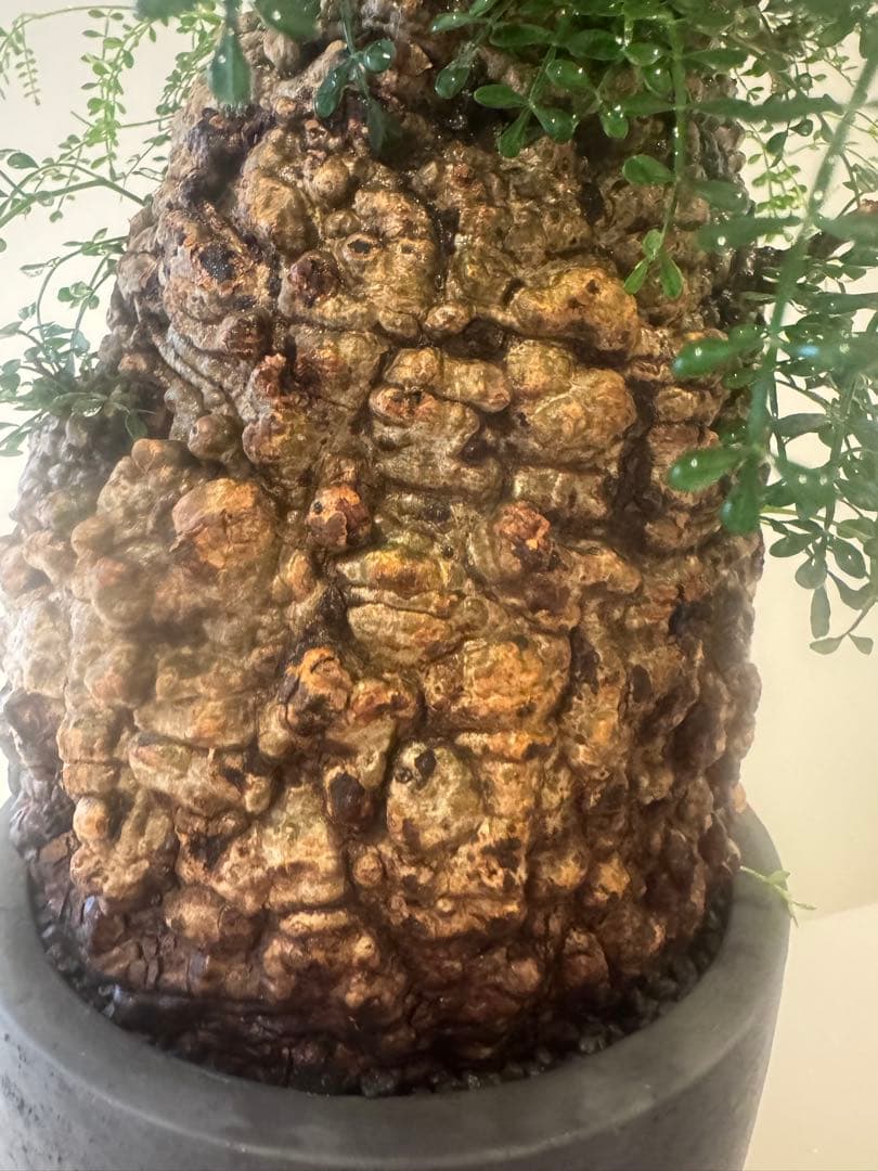 インボイス発行可 オペルクリカリア パキプス 幹幅16㎝ 発根済み 三州みやび鉢